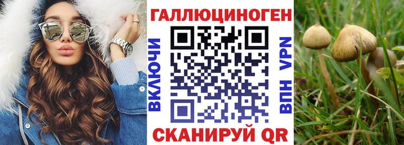 Псилоцибиновые грибы Psilocybe  Кызыл 