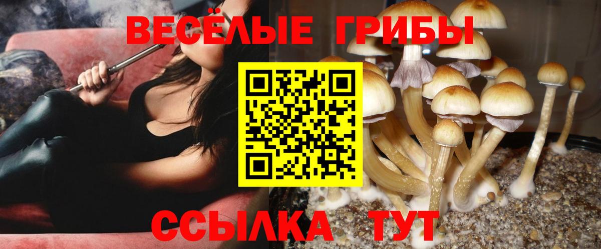 Кызыл  Галлюциногенные грибы прущие грибы  Вход с VPN 